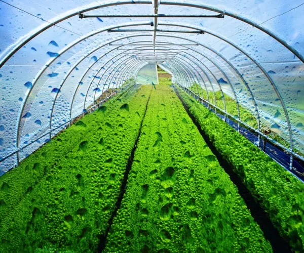 greenhouse-dehumidification-evaporative-cooling